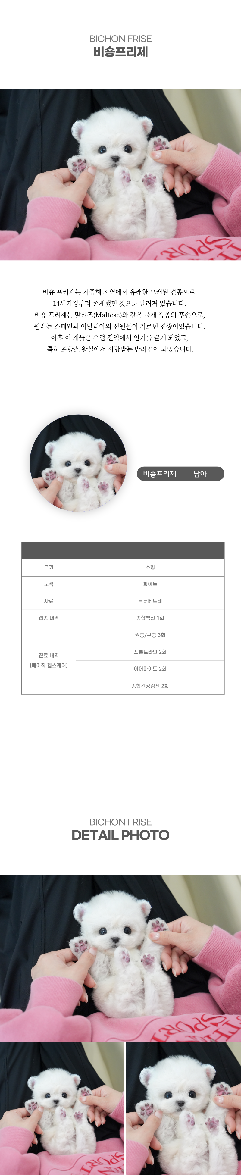 미니비숑_상세이미지_2